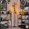 Lampadaire - Verre 15 cm Gastor Ambre, Clair, Fumé, 5 lumières