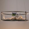 CONNI Suspension Luminaires Paul Neuhaus LED Noir, 2 lumières