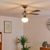 Ventilateur de plafond Valletta Chrome, Argenté, Blanc, 1 lumière